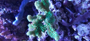 Meerwasser Korallen Ableger SPS LPS Bild 8