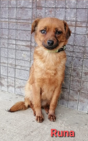 Die kleine Runa sucht ein wundervolles und ruhiges Zuhause *noch in Kroatien* Bild 5