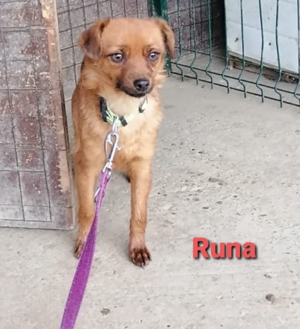 Die kleine Runa sucht ein wundervolles und ruhiges Zuhause *noch in Kroatien* Bild 8