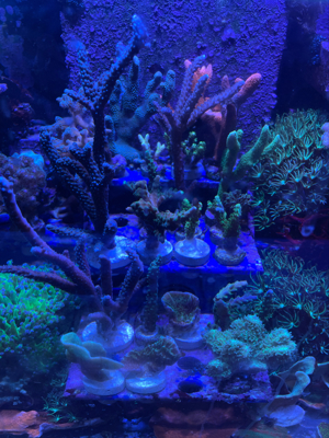 meerwasser korallen aqurium fische Bild 9