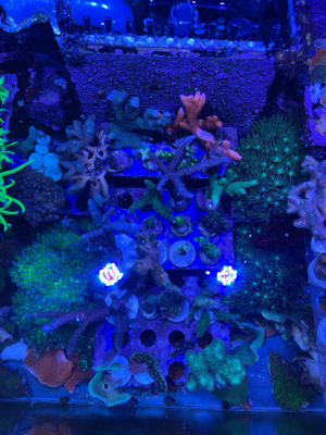 meerwasser korallen aqurium fische Bild 10