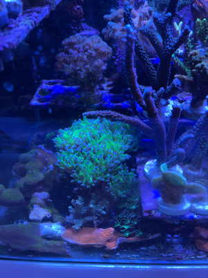 meerwasser korallen aqurium fische Bild 3