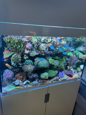 meerwasser korallen aqurium fische Bild 1