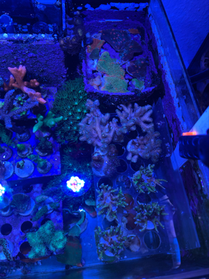 meerwasser korallen aqurium fische Bild 6
