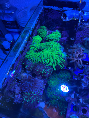 meerwasser korallen aqurium fische Bild 7