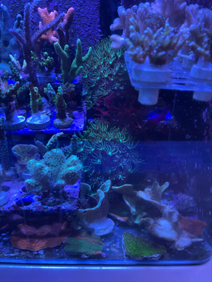 meerwasser korallen aqurium fische Bild 4