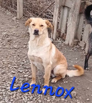 Jungspundt Lennox Bild 5