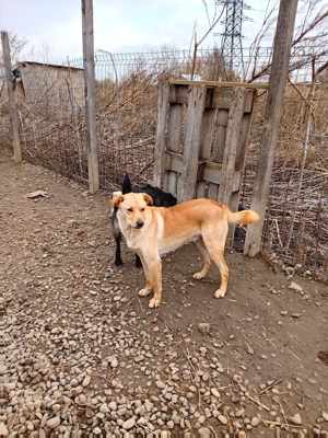 Jungspundt Lennox Bild 2