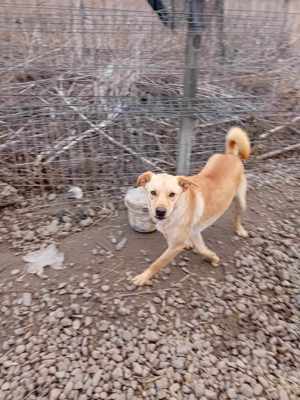 Jungspundt Lennox Bild 7