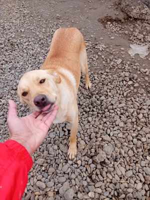 Lennox - ein Zuhause ist im lieber als das Tierheim Bild 8