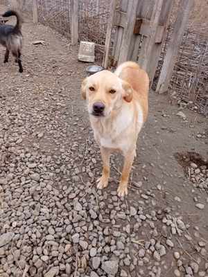 Lennox - ein Zuhause ist im lieber als das Tierheim Bild 6