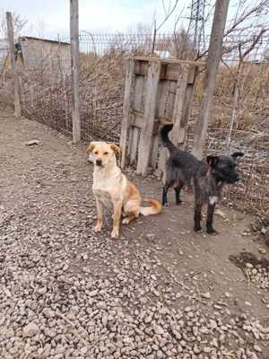 Jungspundt Lennox Bild 4