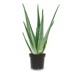 Aloe Vera Pflanzen zu verkaufen Bild 1