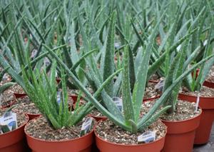 Aloe Vera Pflanzen zu verkaufen