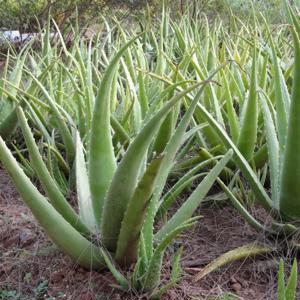 Aloe Vera Pflanzen zu verkaufen Bild 3