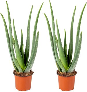 Aloe Vera Pflanzen zu verkaufen Bild 4