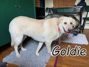 Wird das Leben von Goldie endlich Gold???