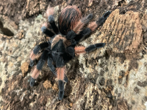 Brachypelma emilia abzugeben 