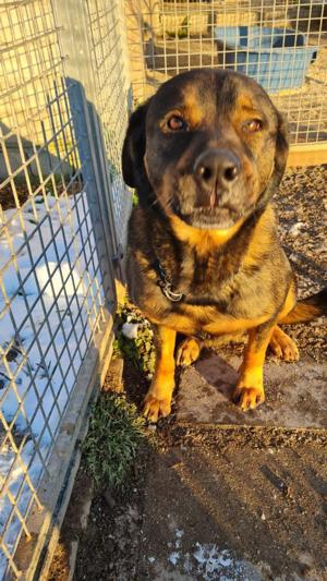 Derrick wartet in 91616 Neusitz Bild 5