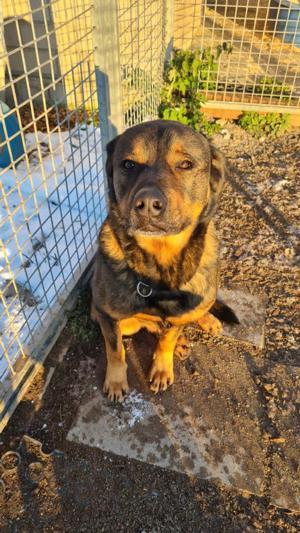 Derrick wartet in 91616 Neusitz Bild 6