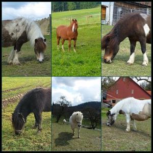 Schnuppernachmittag ab 4jahre   74538 Pferdehof Dendelbach Bild 3