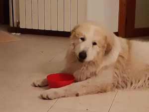 Pyrenäenberghund mit Papieren Rüde 3J 50kg 70cm Ausreise nach Adoption VIDEO Bild 1