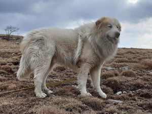 Pyrenäenberghund mit Papieren Rüde 3J 50kg 70cm Ausreise nach Adoption VIDEO Bild 5