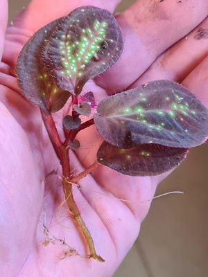 Sonerila, Rarität " glowing dots - green spots- "  , Regenwald Terrarium Pflanze,  Melastomataceae 