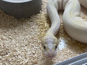 1.0 Blue Eyes Lucy Enchi Pastel pos Banana Ivory Hgw Fader 