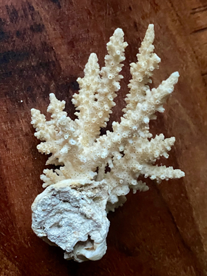 3 echte Korallen * Steinkoralle * Korallenstock * weiß * Muscheln Bild 7
