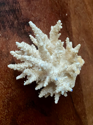 3 echte Korallen * Steinkoralle * Korallenstock * weiß * Muscheln Bild 8
