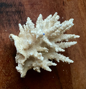 3 echte Korallen * Steinkoralle * Korallenstock * weiß * Muscheln Bild 5