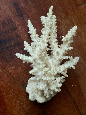 3 echte Korallen * Steinkoralle * Korallenstock * weiß * Muscheln Bild 9