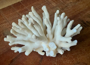 3 echte Korallen * Steinkoralle * Korallenstock * weiß * Muscheln Bild 3