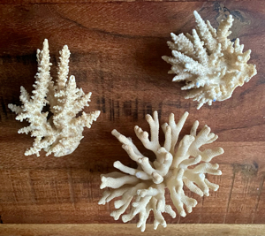 3 echte Korallen * Steinkoralle * Korallenstock * weiß * Muscheln Bild 6