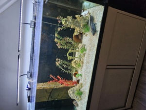 Verkaufe hier ein ca 500 Liter Aquarium mit 4 Axolotl   Bild 3
