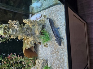 Verkaufe hier ein ca 500 Liter Aquarium mit 4 Axolotl   Bild 2