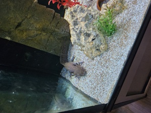 Verkaufe hier ein ca 500 Liter Aquarium mit 4 Axolotl   Bild 4