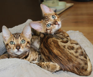 Bengal Kitten Bild 3