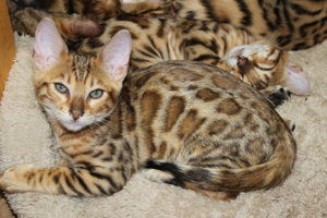 Bengal Kitten Bild 2