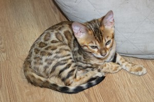 Bengal Kitten Bild 6