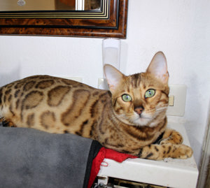 Bengal Kitten Bild 9
