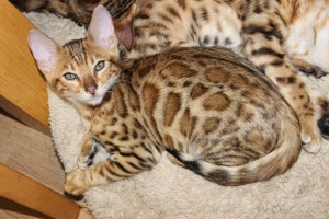 Bengal Kitten Bild 8