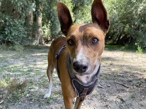 Basenji Podenco Mix - Gemütlicher Gefährte sucht neues Zuhause