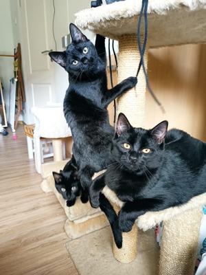 3 Kätzchen suchen ihr Zuhause   Bild 1