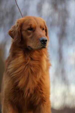 GOLDEN RETRIEVER- dark golden puppies, american golden retriever line, FCI