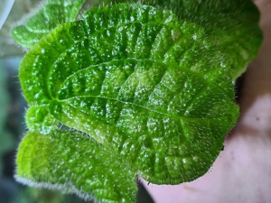 Sonerila spec Sumatra green, Melastomataceae, Rarität ,Tropen Pflanzen Ableger Bild 3