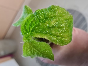 Sonerila spec Sumatra green, Melastomataceae, Rarität ,Tropen Pflanzen Ableger Bild 2