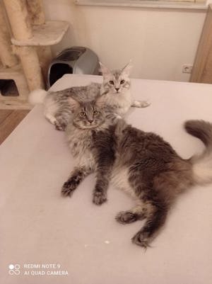 Deckkater bieten ihre Dienste an 