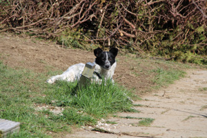 Alice wartet in 94169 Thurmansbang auf ein Zuhause Bild 10